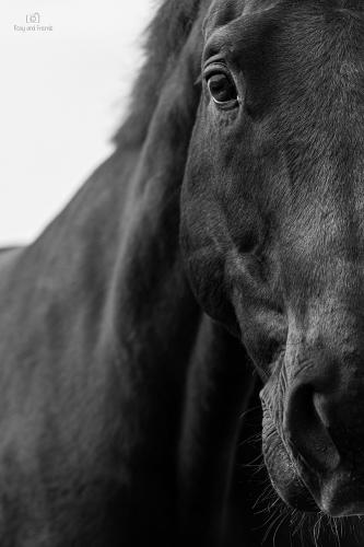 DSC 7609-Kopie